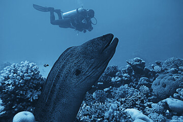moray eel under water, nature photo wild snake predator marine in the ocean