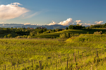 Spring sunset in the vineyards of Rosazzo
