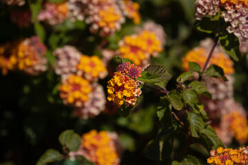 Colorful Flowers of Lantana Camara in Pink,Yellow, Red and Orange. Selective Focus on blurred background.