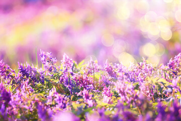 pink purple wild spring flowers bokeh background