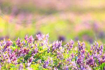 Obraz na płótnie Canvas bud purple flower macro spring background