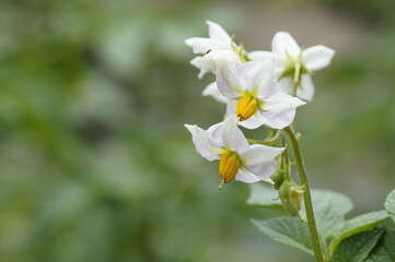 Kartoffel (Solanum tuberosum). Hier sind Kraut und Blüten zu sehen.