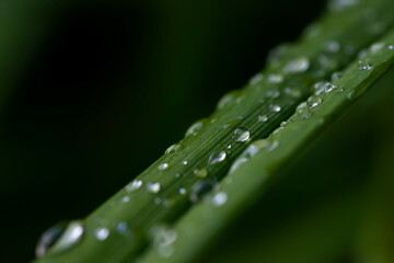 Rain water drops on green plant close up macro shot for nature background.