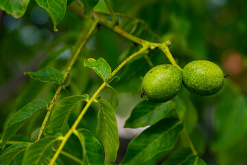 Twin young green walnut fruits close up shot, space for text.