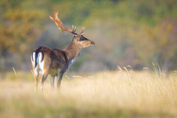 Fallow deer stag, Dama Dama, with big antlers during rutting in Autumn season