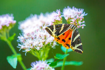 Jersey Tiger day-active moth, Euplagia quadripunctari, feeding nectar