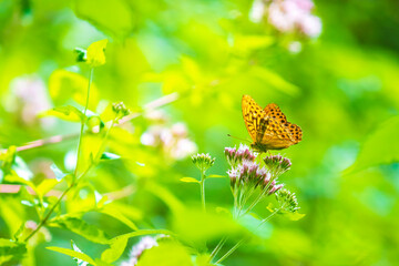 Silver-washed fritillary, Argynnis paphia, butterfly closeup