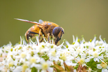 Drone fly Eristalis tenax insect in flight on a sunny day