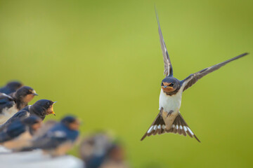 Barn Swallow, Hirundo rustica, juvenile feeding