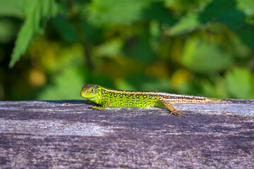 Sand lizard, Lacerta agilis, green male