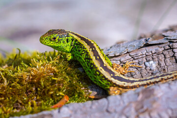 Sand lizard, Lacerta agilis, green male