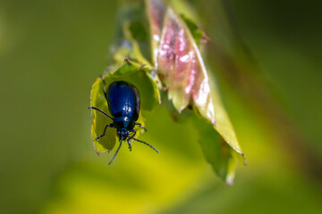 Closeup of a small alder leaf beetle, agelastica alni, insect climbing up on green grass and reeds