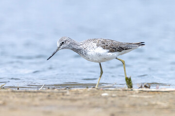 Common greenshank, Tringa nebularia, foraging in wetlands
