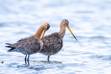 Black-tailed godwit Limosa Limosa foraging in water