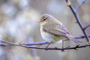 Willow warbler bird, Phylloscopus trochilus, perched.