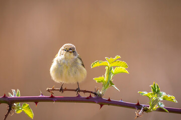 Common chiffchaff bird Phylloscopus collybita