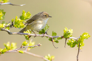 Common chiffchaff bird Phylloscopus collybita