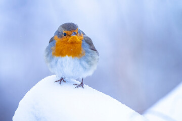 European robin bird Erithacus rubecula foraging in snow, cold Winter setting.
