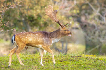 Naklejka na ściany i meble Fallow deer stag rut during Autumn season.