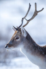 Fallow deer stag Dama Dama foraging in Winter forest snow