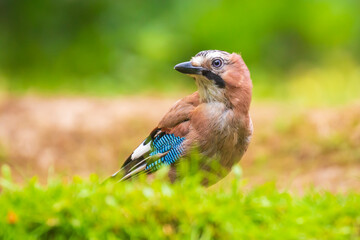 Eurasian jay Garrulus glandarius searching the forest floor for insects to feed.