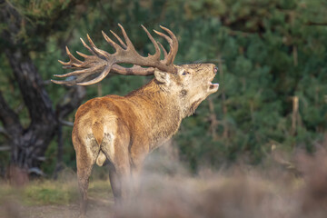 Male red deer stag, cervus elaphus, rutting