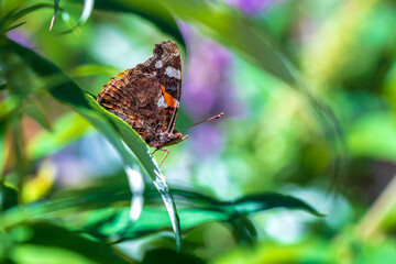 Red Admiral butterfly, Vanessa atalanta, feeding nectar from a purple butterfly-bush in garden.