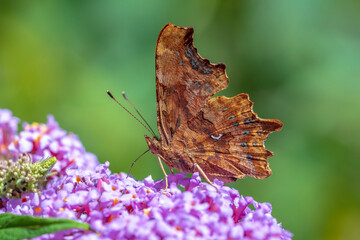 Comma butterfly Polygonia c-album on purple buddlja flowers