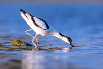 Pied Avocet, Recurvirostra avosetta; parent and chick foraging