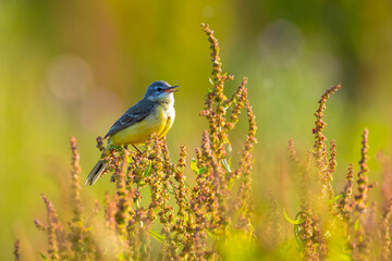 Closeup of a male western yellow wagtail bird Motacilla flava singing