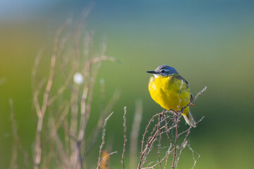 Closeup of a male western yellow wagtail bird Motacilla flava singing