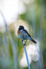 Stonechat, Saxicola rubicola, bird perching