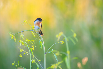 Stonechat, Saxicola rubicola, bird perching