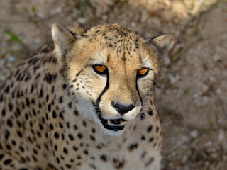 Portrait of African Cheetah (Acinonyx jubatus)