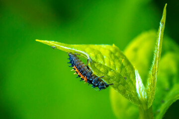 Ladybug larva insect Coccinellidae closeup