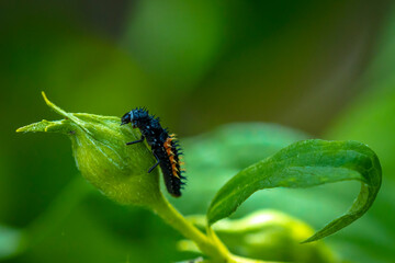 Ladybug larva insect Coccinellidae closeup