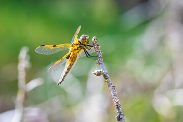 Close-up of a four-spotted chaser Libellula quadrimaculata dragonfly