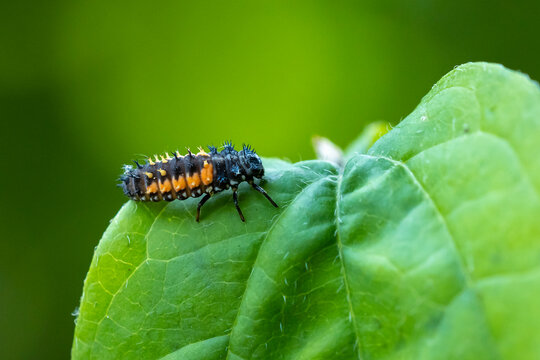 Ladybug larva insect Coccinellidae closeup
