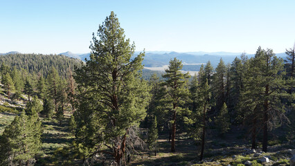 Mountain and tree landscapes on the long distance hiking path Pacific Crest Trail on the California...