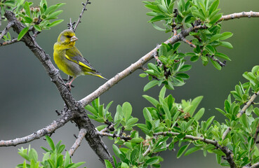 European Greenfinch // Grünfink, Grünling (Chloris chloris)