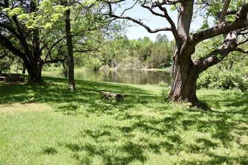 Fototapeta premium The empty bench under the trees by the pond.