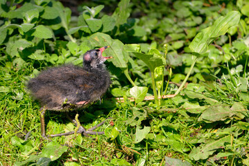 Chick of Eurasian Common Moorhen (Gallinula chloropus) on grass and open beak