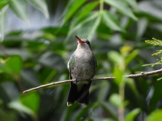 Colibrí en una rama en el bosque