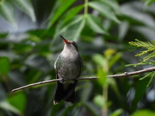 Colibrí en una rama en el bosque