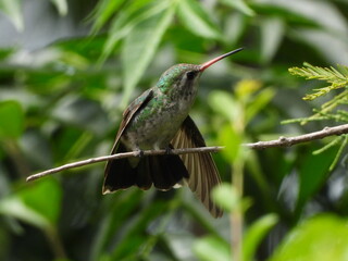 Colibrí en una rama en el bosque