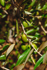 Oliwki w gaju oliwnym w Toskanii