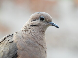 Paloma con su mirada fija 