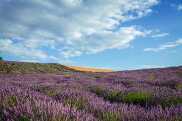 Naklejka na ściany i meble Stunning lavender field landscape Summer sunset