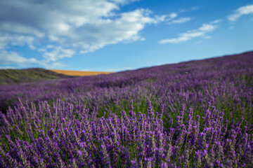 Plakat violet lavender field.Lavender flowers at sunset