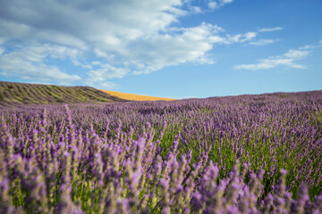 Fototapeta na wymiar .purple lavender field and blue sky.Lavender flowers at sunset